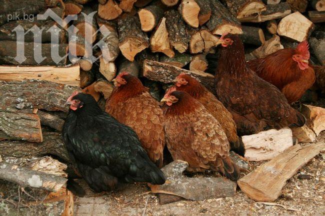 Роми изядоха кокошките на Коиловци