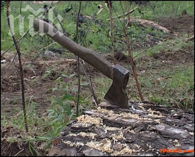 Разследват незаконна сеч в Торос