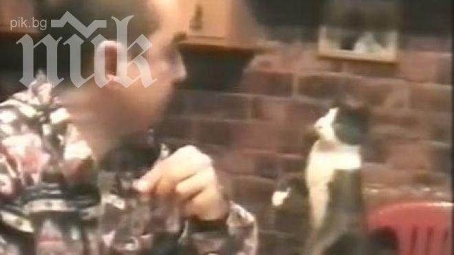 Коте използва езика на глухонемите, за да си поиска храна (видео)