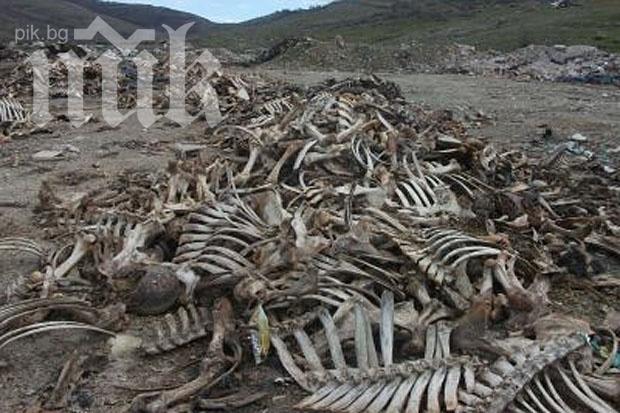 Чували с животински кости стреснаха жителите на хасковско село