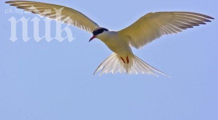 руски птици пропиха покрай топлото време