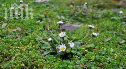 лято варна цъфнаха маргаритките