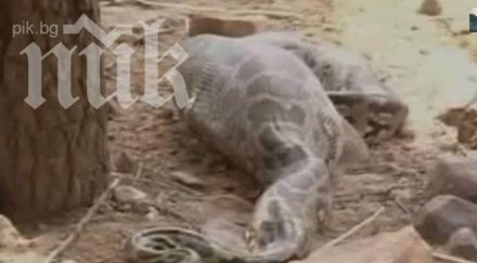 питон глътна цял елен зоопарк видео