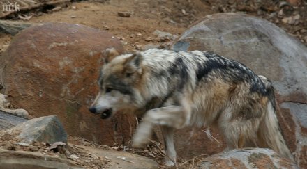 гладни вълци атакуват родопите