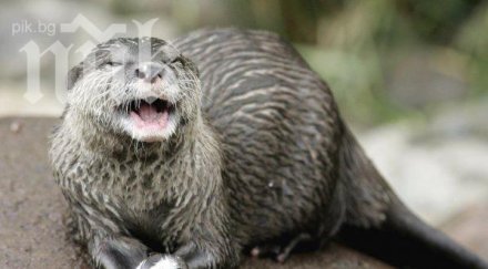 видри предсказват резултатите олимпиадата сочи