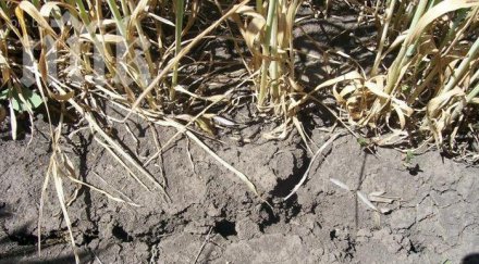 задава адска криза суша тегне страната заради липсата сняг