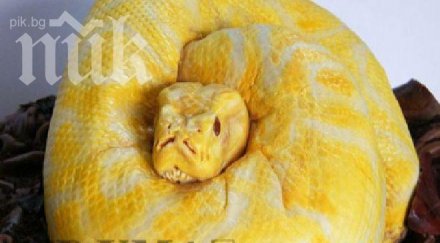 шоу подариш змия невръстната дъщеря рождения ден снимка