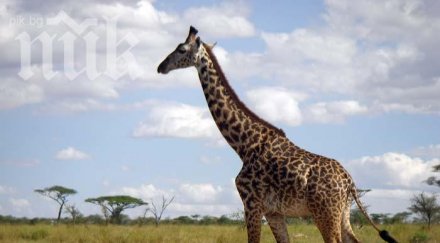 жирафи пристигат столичния зоопарк