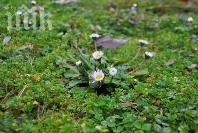 Лято във Варна – цъфнаха маргаритките!
