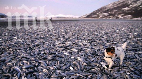 Замръзна рибата в Норвежко море