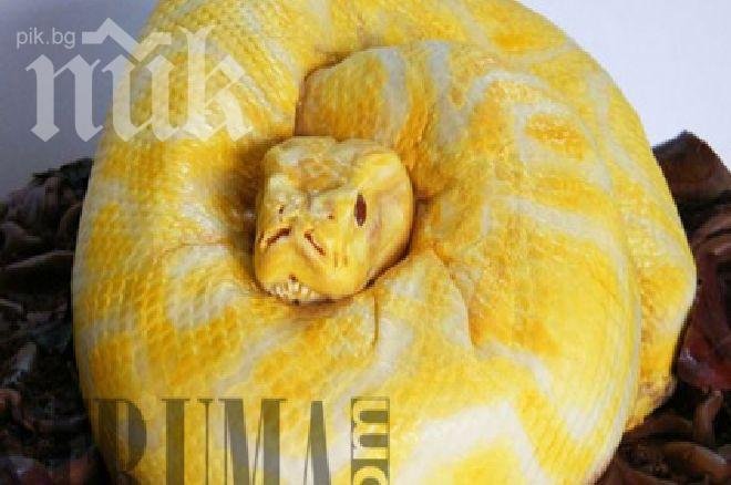 Шоу!  Да подариш змия на невръстната си дъщеря за рождения й ден (снимка)