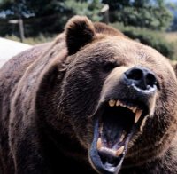 Бойко Борисов: Ако те гони мечка, ще те хване!
