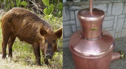 задигат ракийка два тлъсти глигана мезе