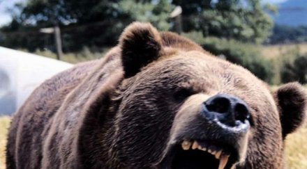 бойко борисов гони мечка хване