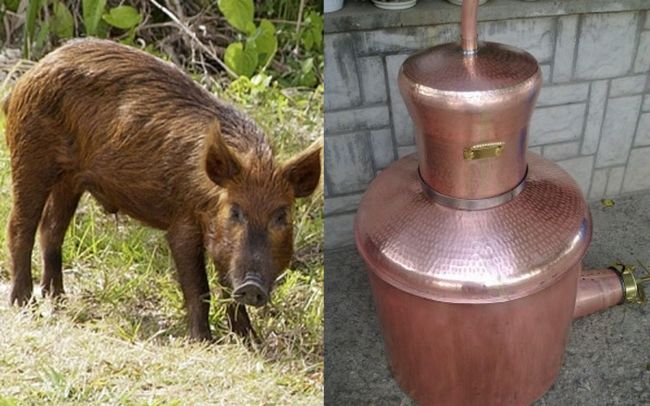 Задигат ракийка и два тлъсти глигана за мезе