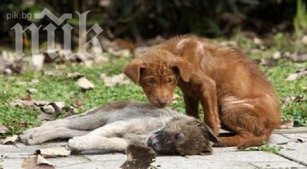 зверство траката убиват кучета отровен салам