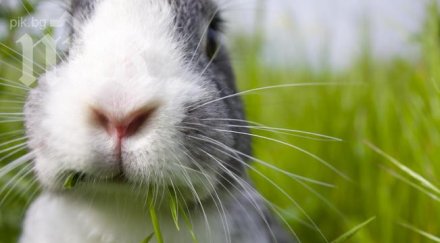 англичаните остават без джин заради лакоми зайци