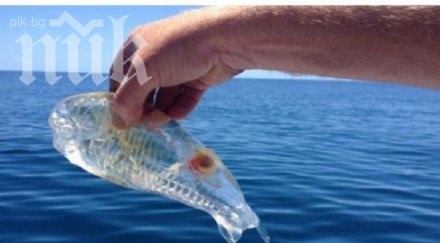 хванаха поредното морско чудовище снимка