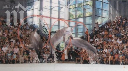 делфини ядат отровна риба изпаднат транс