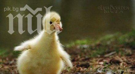 дизайнер принтира триизмернo протеза пате