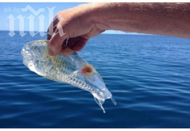 Хванаха поредното морско чудовище (снимка)