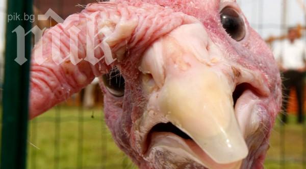 Сензори, вдъхновени от пуйки установяват наличието на токсини