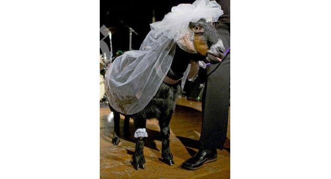 Коза, омъжена за суданец, се самоуби с найлон