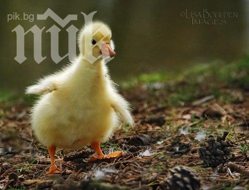 Дизайнер принтира триизмернo протеза за пате