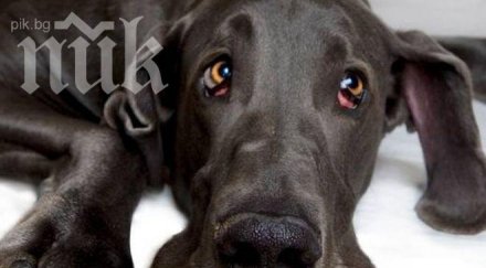 учени кучетата докарали онкозаболяванията