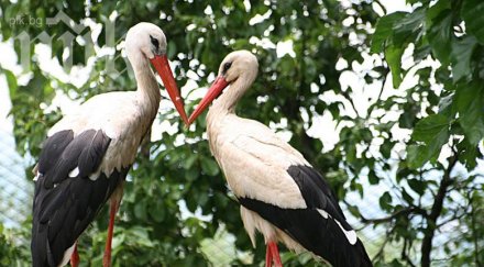 промяната температурите застраши белия щъркел