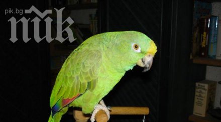 повярвате ушите папагал пъшка порно филм видео