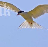 Убиват 20 000 птици в Хонконг заради грипа