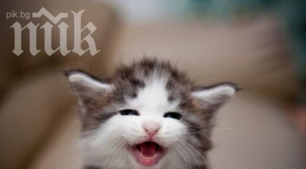 стопанка изхвърли котарака бил гей