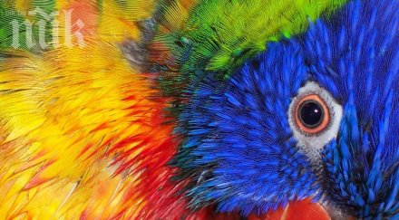 папата благослови папагал