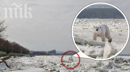 бяла мечка леден блок дунав озова силистра