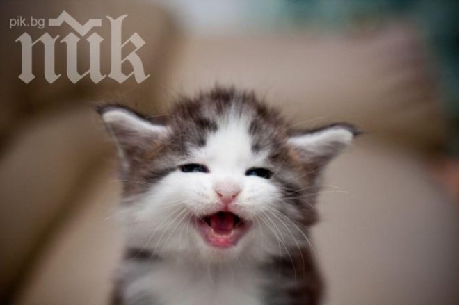 Стопанка изхвърли котарака си, защото бил гей