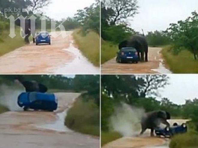 Екшън! Побеснял слон нападна годеници в колата им (уникално видео)