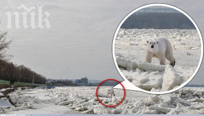 Бяла мечка на леден блок по Дунав се озова в Силистра 