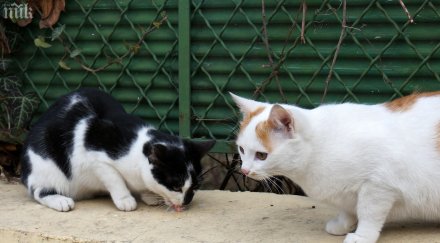 котараците събират софия