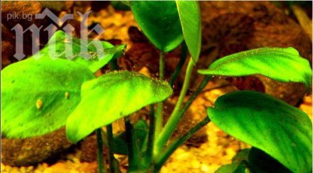 разработват растения киборги известяващи нуждите