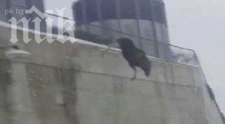 лос самоуби скачайки сграда видео