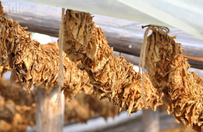 ДПС източва държавата чрез тютюна  