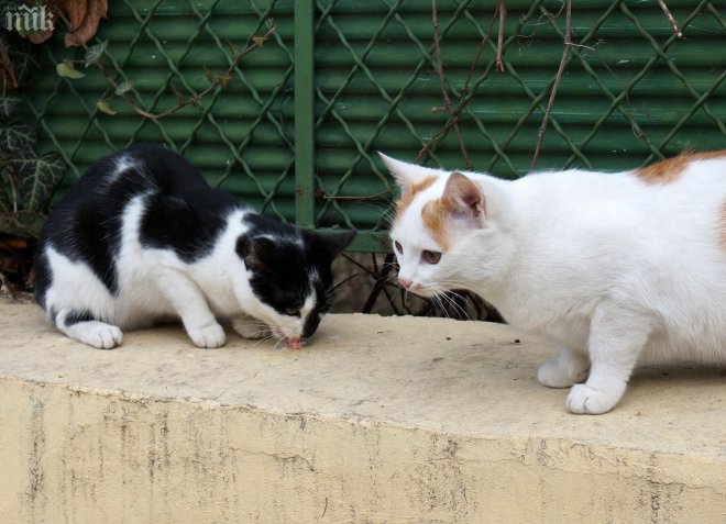 Котараците се събират в София