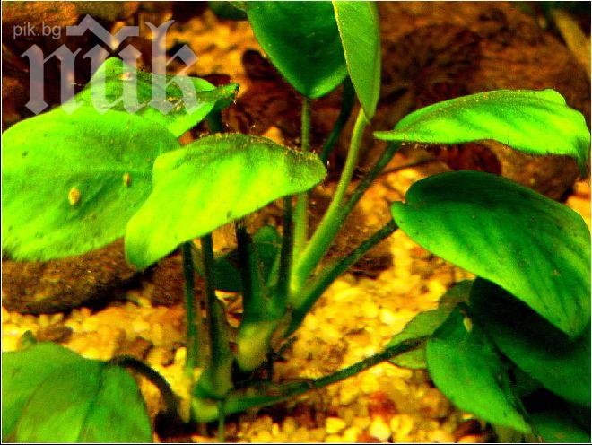 Разработват растения киборги, известяващи нуждите си