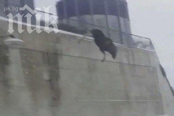 Лос се самоуби, скачайки от сграда (видео 18+)