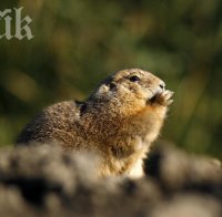 Невероятно! Мармот прави прогнози за времето - пускат ги в сайт