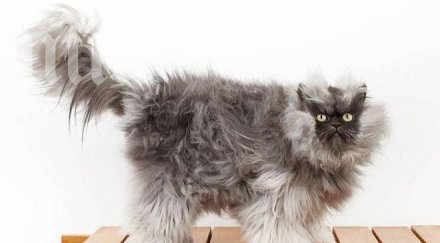 почина котаракът дълга козина света снимка