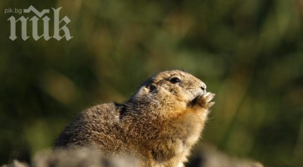невероятно мармот прави прогнози времето пускат сайт