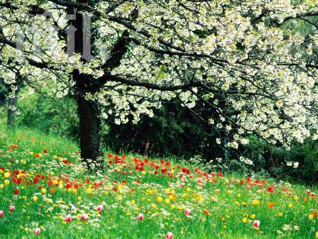 Синоптици от БАН: Зимата свършва, идва пролет: В неделя ни очаква жега от 18°!