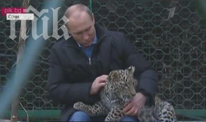 Путин гали леопард в зоопарк, животното нападна журналисти (видео)